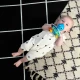 Beißring/Rassel Opus’s Shake & Soothe™ 0M+ Baby Einstein 13157-6