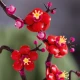 LEGO Botanicals 10369 Japanische Aprikosenblüte LEGO Botanicals 10369 Japanische Aprikosenblüte