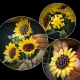 LEGO Creator 11502 Sonnenblumenstrauß