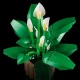 LEGO Botanicals 11504 Einblatt