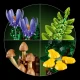 LEGO Creator 11505 Waldpilze