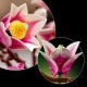 LEGO Creator 11510 Magnolienzweige