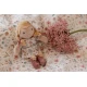 Little Dutch Puppe Julia 10 cm