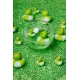 Sinnesball Happy Bubble Froggies