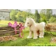 BABY born Mein laufendes Pferd BABY born Mein laufendes Pferd Zapf Creation 12835203