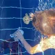 Wasserspielzeug zum Tauchen Leopard 3-teilig Swim Essentials