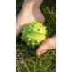 Sensorischer Ball Kastanie Sensorischer Ball Kastanie MUFFIK MFA-11-1-1