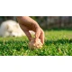 Sensorischer Ball Kastanie Sensorischer Ball Kastanie MUFFIK MFA-11-1-1