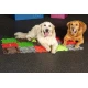 Set orthopädischer Matten für Hunde Set orthopädischer Matten für Hunde MUFFIK MFK-069