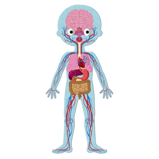 Lernpuzzle Menschlicher Körper 50 Teile