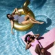 Aufblasbarer Schwimmring Goldener Schwan 95 cm Swim Essentials – großer Schwan fürs Wasser