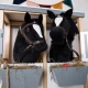 Bieco Hobby Horse am Stab Pony Schwarz, Gr. S BIECO_74000226